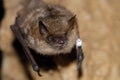 Geoffroy`s bat Myotis emarginatus